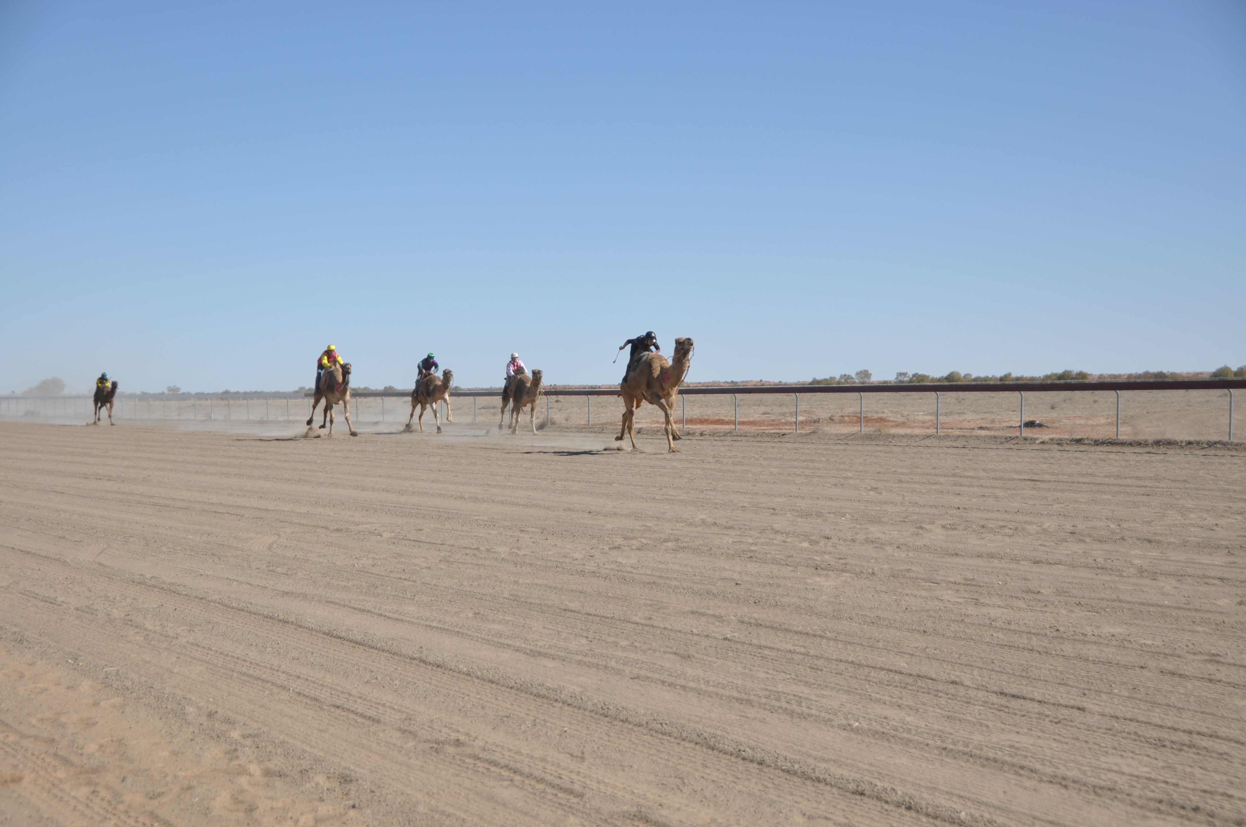 Bedourie Camel Race
