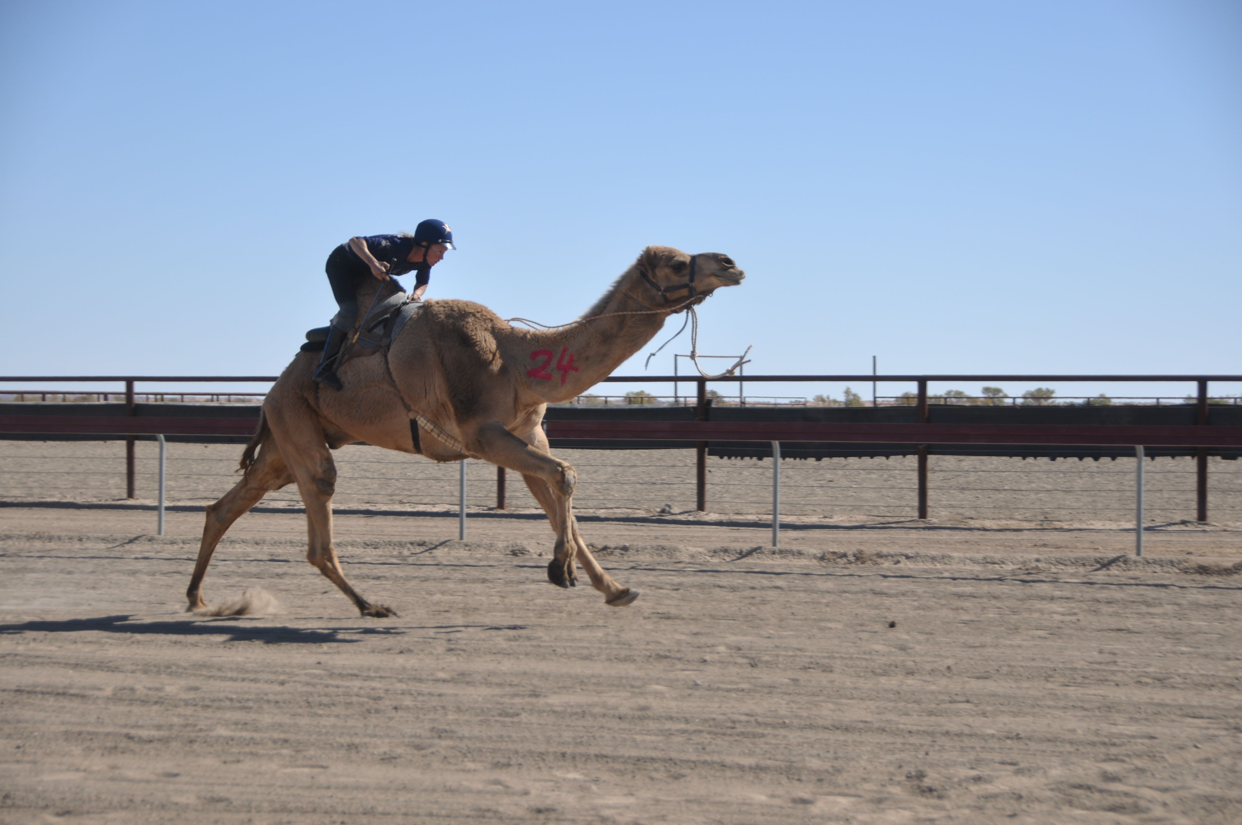 Bedourie Winning Camel